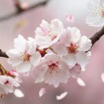 sakura